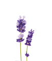 lavander-1.png